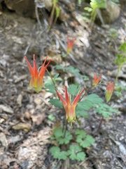 Aquilegia elegantula