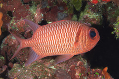 Myripristis hexagona