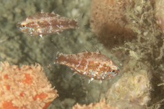 Siphamia elongata