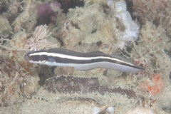 Convict Blenny photo 2