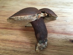 Tylopilus formosus