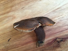 Tylopilus formosus