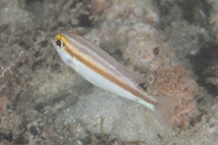Scolopsis affinis
