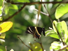 Papilio garamas
