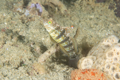 Amblygobius sphynx