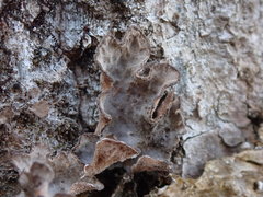 Lobaria hallii