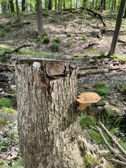 Cerioporus squamosus