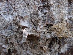 Lobaria hallii