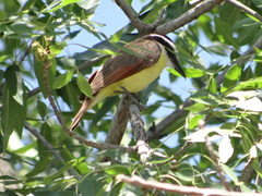 Pitangus sulphuratus