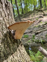 Cerioporus squamosus