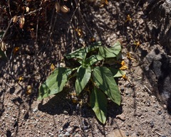 Helianthus bolanderi