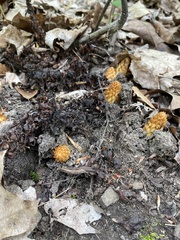 Conopholis americana