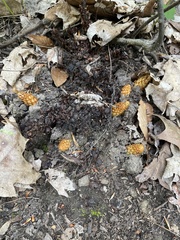 Conopholis americana