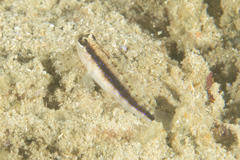 Asterropteryx striata