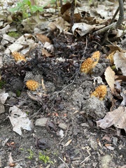 Conopholis americana