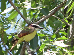 Pitangus sulphuratus