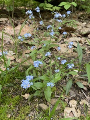 Myosotis sylvatica