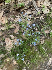 Myosotis sylvatica