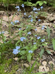 Myosotis sylvatica