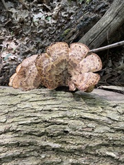 Cerioporus squamosus