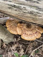 Cerioporus squamosus