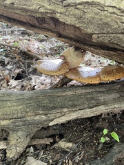 Cerioporus squamosus