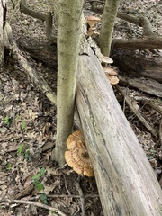 Cerioporus squamosus