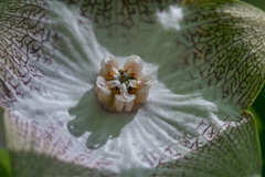 Polystemma guatemalense