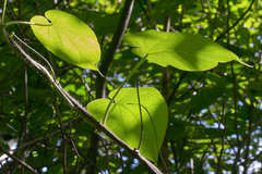 Polystemma guatemalense