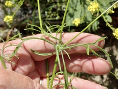 Gilia capitata abrotanifolia