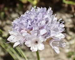 Gilia capitata abrotanifolia