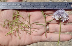 Gilia capitata abrotanifolia
