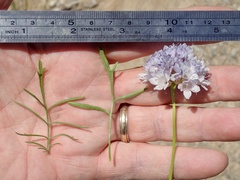 Gilia capitata abrotanifolia