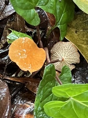 Marasmius cladophyllus