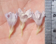 Gilia capitata abrotanifolia