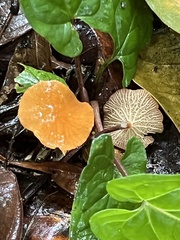 Marasmius cladophyllus