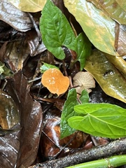 Marasmius cladophyllus