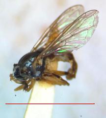 Toxomerus dispar