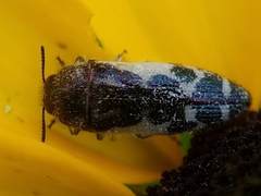 Acmaeodera pulchella