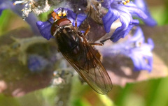 Rhingia campestris