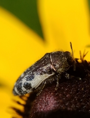 Acmaeodera pulchella
