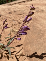 Penstemon laevis