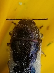 Acmaeodera pulchella