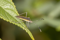 Plapigus circumcinctus