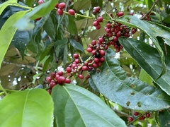 Lacistema aggregatum