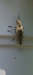Texania campestris