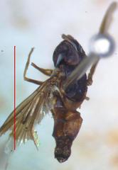 Ocyptamus dimidiatus