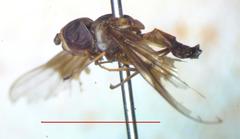 Ocyptamus dimidiatus