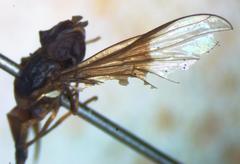 Ocyptamus dimidiatus