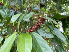 Lacistema aggregatum